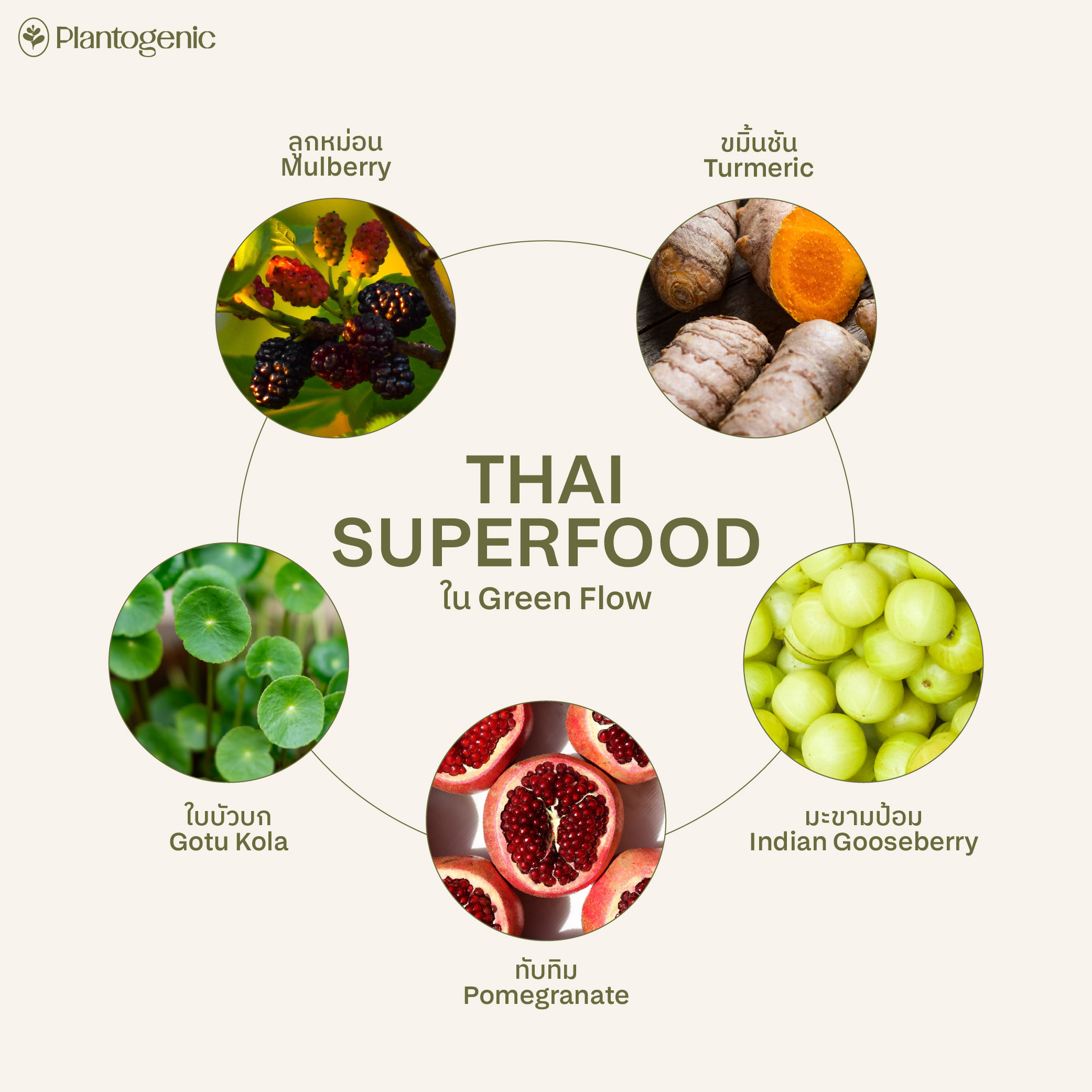 Green Flow Plant Fiber ไฟเบอร์และผงผักผลไม้รวม 19 ชนิด - Image 4