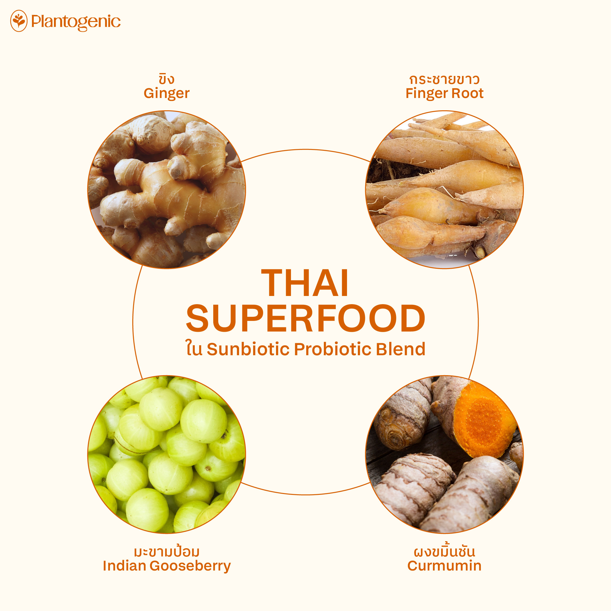 Sunbiotic โพรไบโอติก พรีไบโอติก เอนไซม์ผลไม้ และสมุนไพร - Image 4