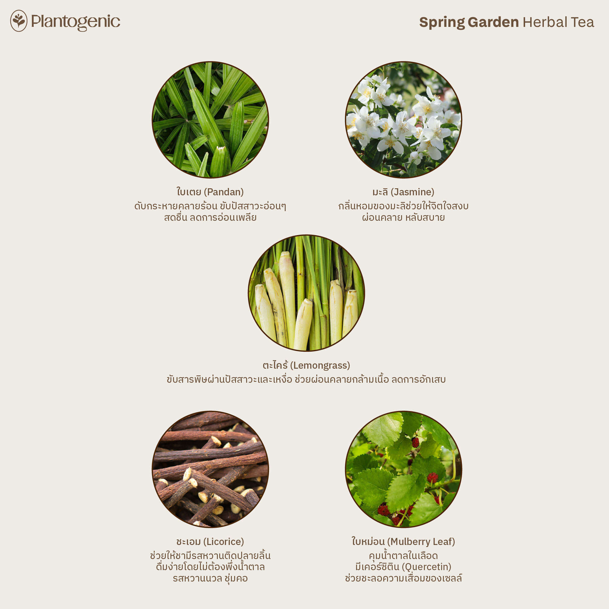 Rainbow Herbal Tea รวมมิตรชา 6 สี ไม่มีคาเฟอีน - Image 7