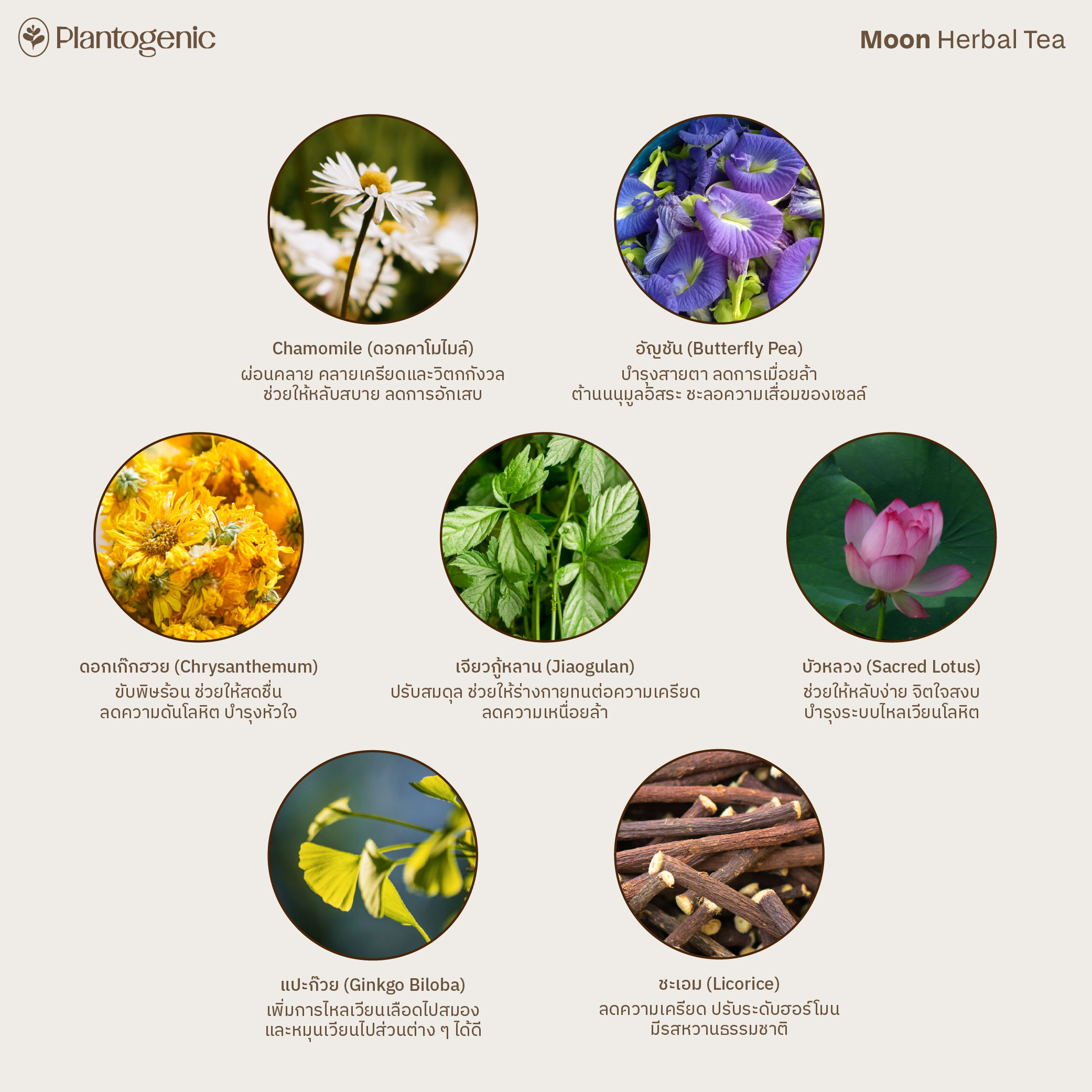 Rainbow Herbal Tea รวมมิตรชา 6 สี ไม่มีคาเฟอีน - Image 5